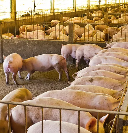 Schweinezucht